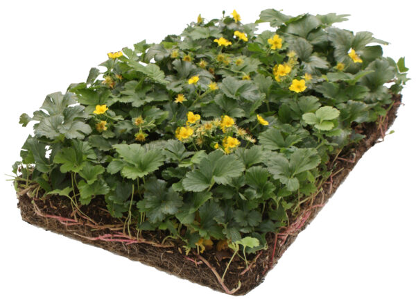 Covergreen® Waldsteinia bodembedekkers